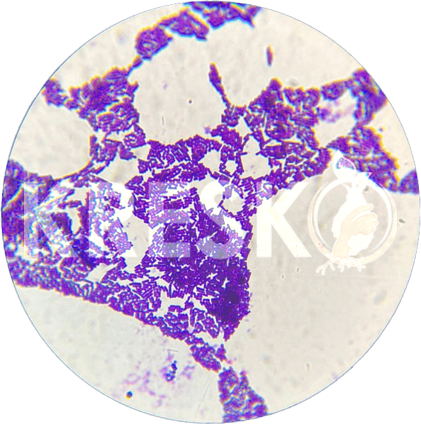 Bacillus amyloliquefaciens